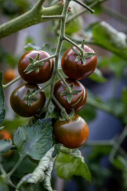 dark tiger tomatoes - heirloom tomato homegrown produce tomato organic imagens e fotografias de stock