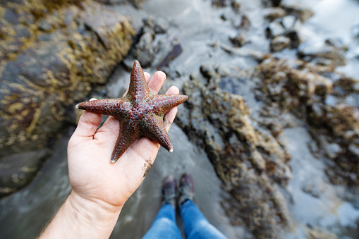Viewed from a personal perspective the hand of a caucasian woman holds a leather starfish above the coastal tide pool at Enderts Beach in Redwood National Park California, USA.