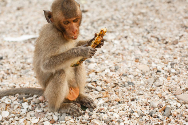 Mother and baby monkeys are feeding in old temple.Kuala Lumpur - Malaysia.