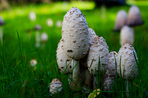 Coprinus comatus