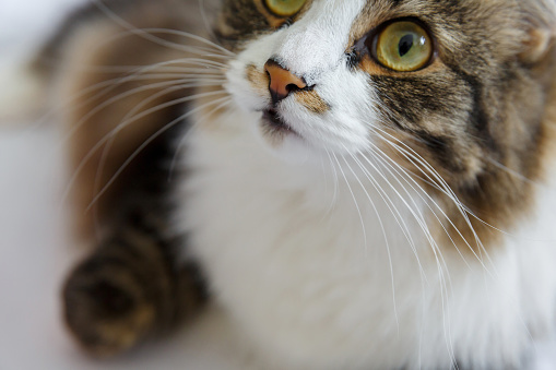 Close up of cat with one eye glassy, teary and discolored. Cat eye half closed from pain. Conjunctivitis, feline herpes virus or allergy. Selective focus.