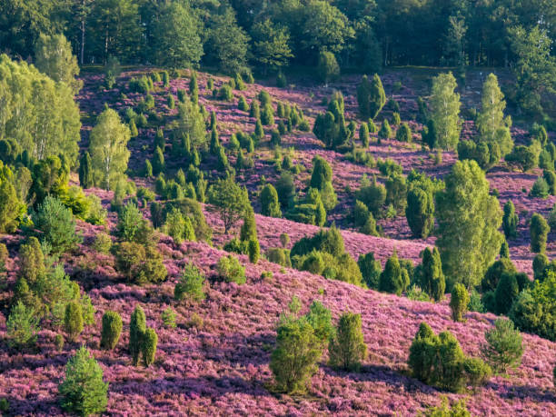 Landscape at Lueneburger Heath at full bloom, Lower Saxony, Germany stock photo