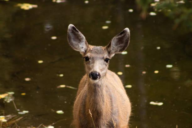 istock A closeup of a deer by water 1277584877