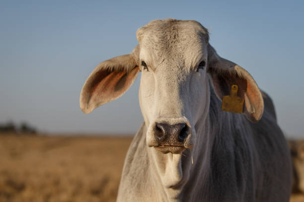 vaca brahman de cerca - beef cattle farm calf summer fotografías e imágenes de stock