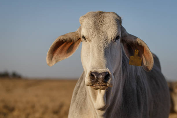 istock Brahman cow close up 1277585860