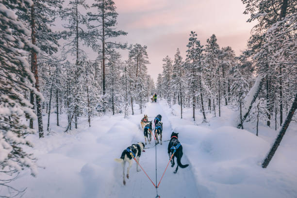 Husky dog sledding in Lapland, Finland Huskey dogs sledge safari ride at sunset in winter wonderland, Levi, Lapland, Finlad animal sleigh photos stock pictures, royalty-free photos & images