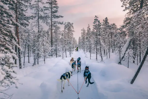 Huskey dogs sledge safari ride at sunset in winter wonderland, Levi, Lapland, Finlad