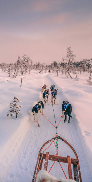 istock Husky dog sledding in Lapland, Finland 1277586580