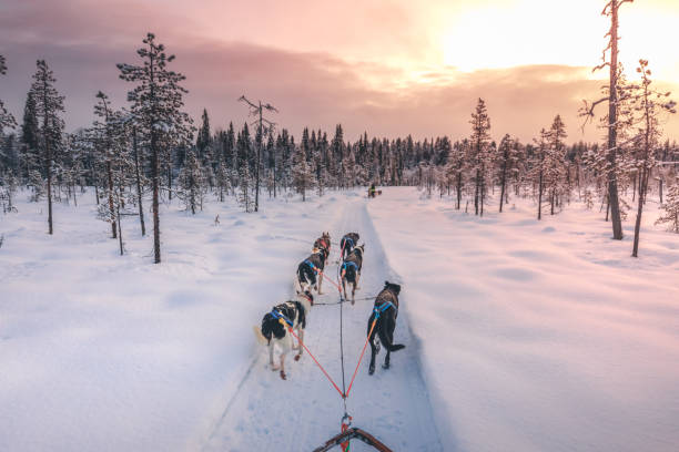 istock Husky dog sledding in Lapland, Finland 1277586587