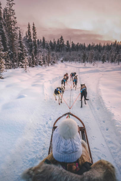 Young woman enjoying husky dog sledding in Lapland, Finland Rear view of young woman having fun with wilderness huskey dogs sledge safari ride taiga tour at sunset in winter wonderland, Levi, Rovaniemi, Lapland, Finland dogsledding stock pictures, royalty-free photos & images