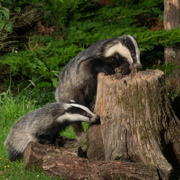 istock European badger foraging on a tree stump 1277586669