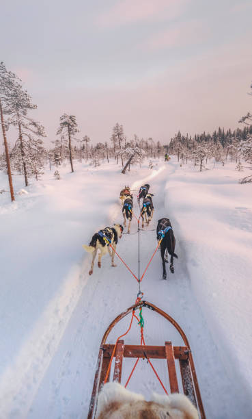 istock Husky dog sledding in Lapland, Finland 1277586689