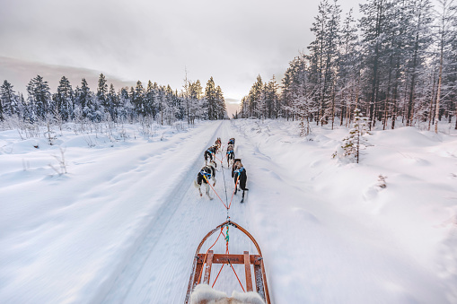 Huskey dogs sledge safari ride at sunset in winter wonderland, Levi, Lapland, Finland