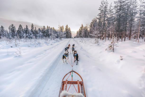 Husky dog sledding in Lapland, Finland Huskey dogs sledge safari ride at sunset in winter wonderland, Levi, Lapland, Finland dogsledding stock pictures, royalty-free photos & images