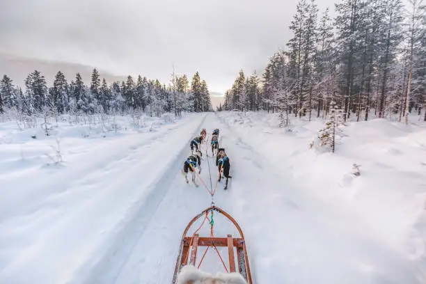 Photo of Husky dog sledding in Lapland, Finland