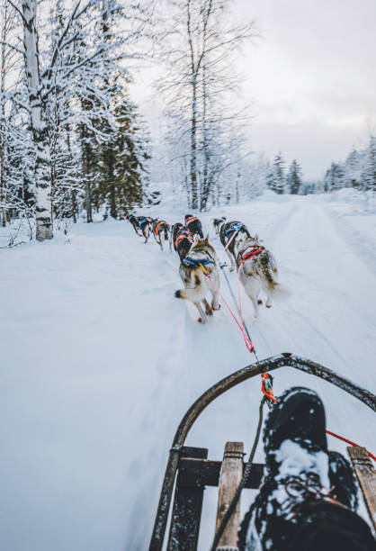 istock Husky dog sledding in Lapland, Finland 1277586997