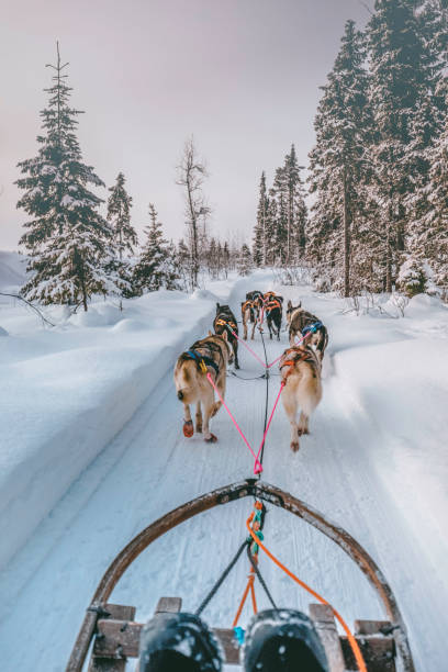 istock Husky dog sledding in Lapland, Finland 1277587586
