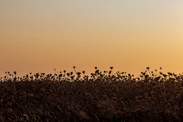 Silhouetted plants growing on a cliff top, against a sunset sky