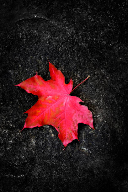 istock Fall maple leaf on rough rock in wilderness autumn 1277587981