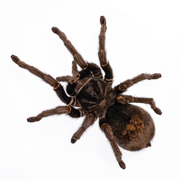 Brazilian black tarantula spider on white background Top view of adult Brazilian black tarantula or Grammostola pulchra spider. Isolated on white background. big hairy tarantula stock pictures, royalty-free photos & images