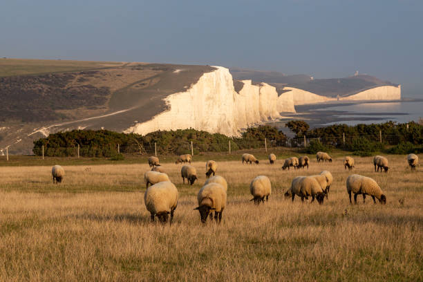 istock Sheep in front of the Seven Sisters Cliffs 1277588275