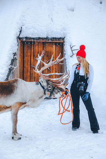 Smiling young lady feeding and stroking a cute reindeer waiting for Christmas sleigh standing on a snow field and looking at the camera against a snow covered traditional Lapland temporary shelter by the Sami People (lavvu, wigwam or kota) in snowy forest at night in Rovaniemi, Lapland, Finland, Europe
