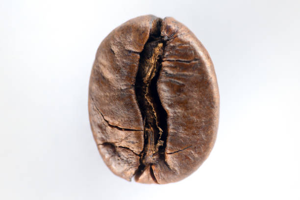 istock Close up of one coffe bean 1277589404