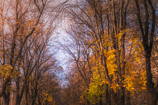 Pattern birch trees at golden autumn in Balkan Mountains - Bulgaria