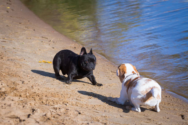 Dog games on the beach