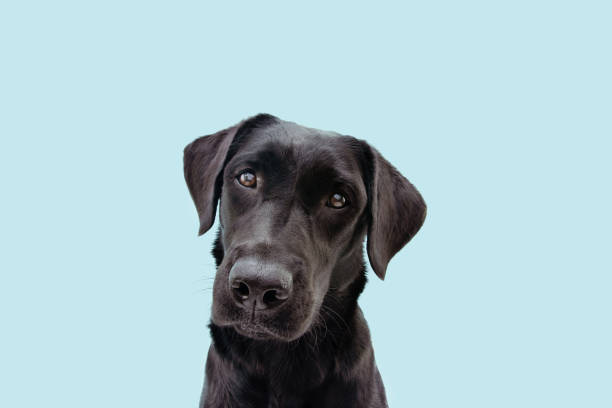 istock Portrait black labrador dog tilting head side. Isolated on blue background. 1277589959
