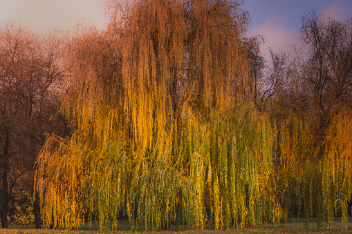 a birch tree without foliage in the spring season, a beautiful birch during spring flowering