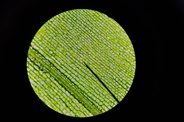 Leaf of waterweed through a microscope Detailed view of the cells of the leaf of waterweed (Elodea) as seen through a microscope. Biology experiment. photographic enlarger stock pictures, royalty-free photos & images