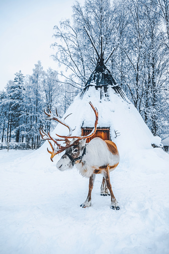 Cute reindeer waiting for sleigh standing on a snow field and looking at the camera against a snow covered traditional Lapland temporary shelter by the Sami People (lavvu, wigwam or kota) in snowy forest at night in Rovaniemi, Lapland, Finland, Europe\n\n\n\n\nwigwam or kota) illuminated with lights in snowy forest at night in Rovaniemi, Lapland, Finland, Europe