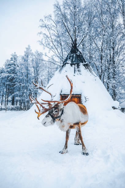 олени стоят на снегу против приюта лапландии (лавву) в финляндии - животное sleigh стоковые фото и изображения