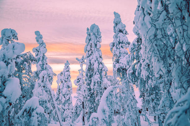 istock Sunrise view in winter snowy forest from Lapland, Finland 1277590295