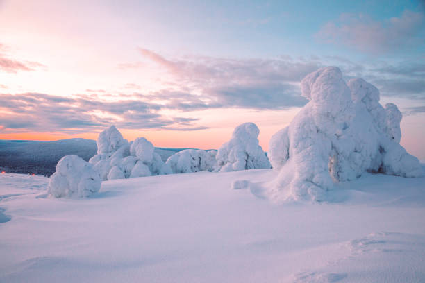 sonnenaufgang im winter schneebedeckter wald aus lappland, finnland - forest tundra stock-fotos und bilder