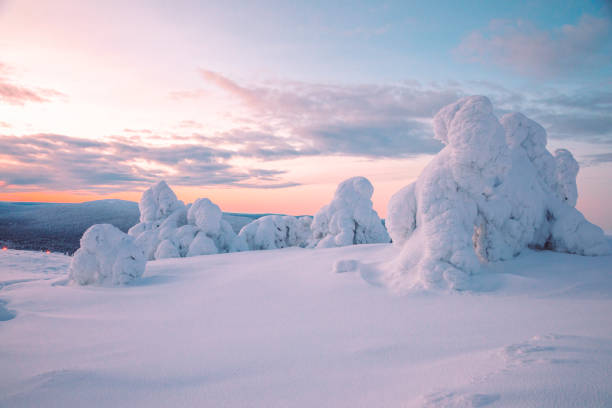 Sunrise view in winter snowy forest from Lapland, Finland Beautiful pink color winter sunset landscape with snowy forest big pine trees covered snow from Levi, Lapland, Finland finnish lapland stock pictures, royalty-free photos & images