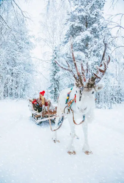 Portrait of happy young lady with red Christmas jumper and Santa Claus hood smiling, looking at camera in wilderness white ornated reindeer sledding safari ride taiga tour experience while snowing in snow-covered winter wonderland forest at Arctic north pole Finnish Saami Farm in Levi, Rovaniemi, Lapland, Finland