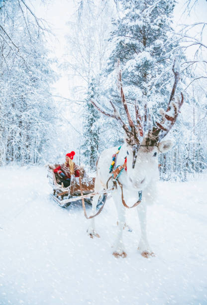 ung kvinna njuter av renslädturen genom det snöiga i lappland, finland - same direction bildbanksfoton och bilder