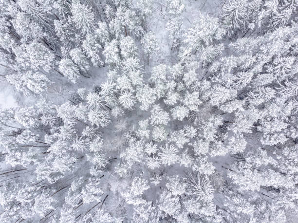 istock Beautiful landscape with trees under snow 1277591266