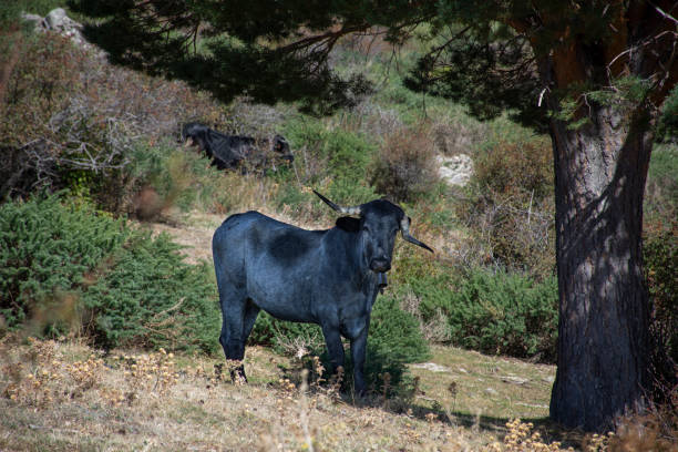 istock Cross-eyed bull in Nature 1277592257