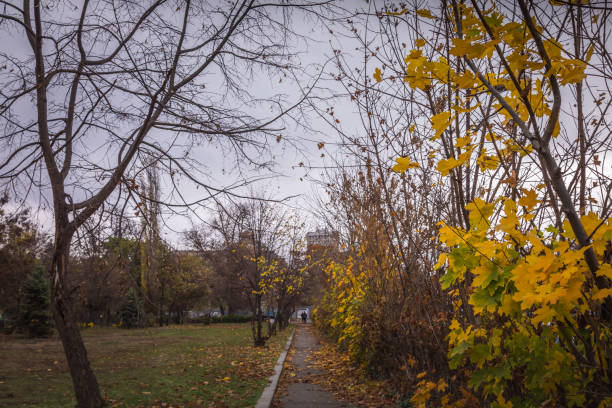 istock Spooky Path between trees at golden autumn in Sofia public park – Bulgaria 1277592842