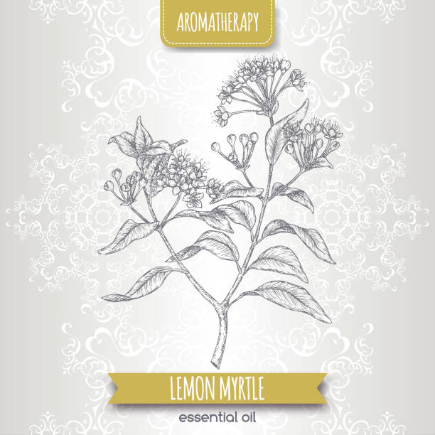 лимонный мирт ака backhousia citriodora эскиз на элегантном кружевном фоне. - bouquet flower bunch individuality stock illustrations