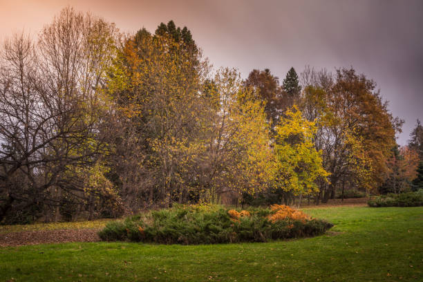 istock Trees at golden autumn in Sofia public park – Bulgaria 1277593010