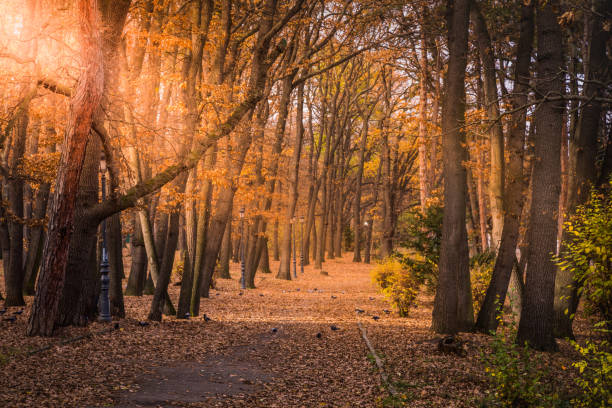 istock Idyllic Path between trees at golden autumn in Sofia public park – Bulgaria 1277593786
