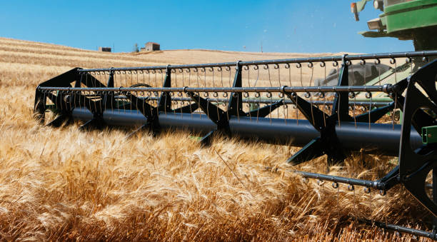 istock Sicily field of wheat 1277593803