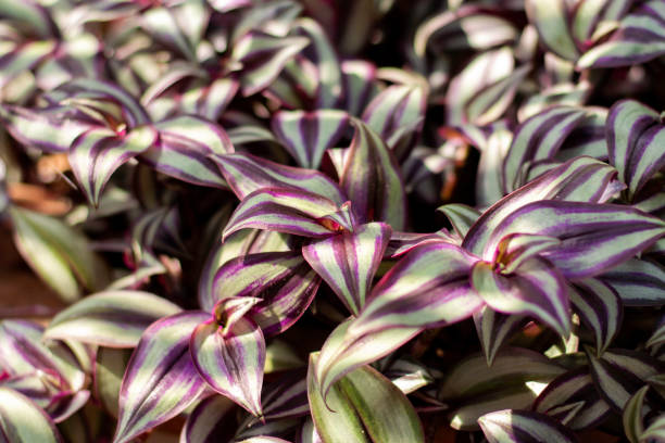 plantes d’intérieur tradescantia zebrina en plein soleil. - tradescantia epidermis photos et images de collection