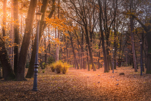 Yellow leaves, golden maple tree branches, sunny forest blurred bokeh background, autumn orange & red lush foliage soft focus with sunlight glow, beautiful sunny day wood landscape, fall season nature