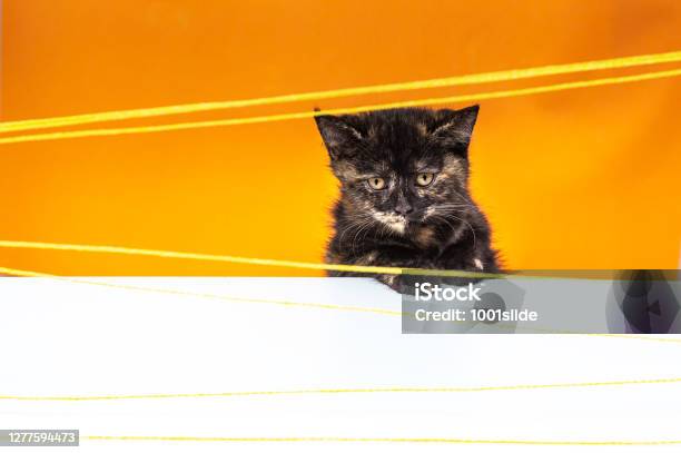 Foto de O Gato Preto Engraçado Rasgou O Papel Amarelo E Olhando Acima Jogo  De Gato e mais fotos de stock de Gato doméstico - iStock