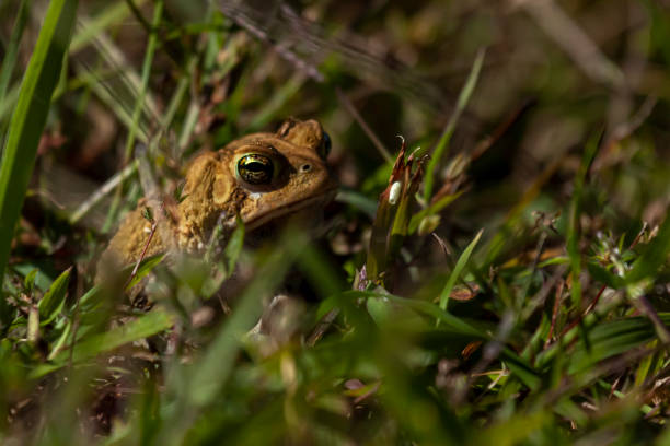 istock a brown warty skin toad, an Eastern American toad (anaxyrus americanus americanus) a native amphibian found in eastern USA and Canada 1277595333
